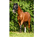 Fly Protection Headcollar with Integrated Fly Mask All-In-One