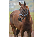 Headcollar Super Price ll
