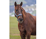 Headcollar Super Price ll
