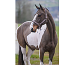 Headcollar Super Price ll