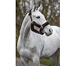 Teddy Fleece Headcollar Protection