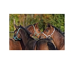 Foal Headcollar Darling