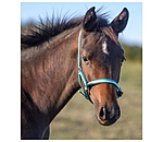 Foal Headcollar Darling