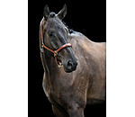 Leather Headcollar Siri