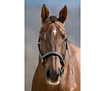 Headcollar Basic