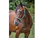 Headcollar Basic