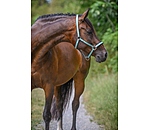 Headcollar Basic