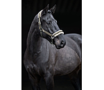 Headcollar Sparkling II