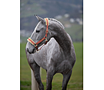 Headcollar Sparkling II