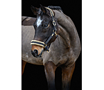 Headcollar Sparkling II