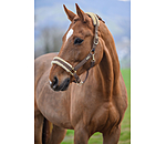 Headcollar Sparkling II