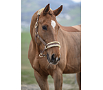 Headcollar Sparkling II