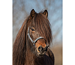 Headcollar Viktor