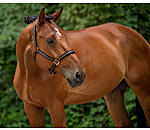 Headcollar Shimmering