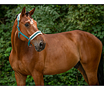 Teddy Fleece Headcollar Super Price III