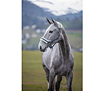 Teddy Fleece Headcollar Super Price III