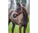 Teddy Fleece Headcollar Super Price III