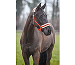 Teddy Fleece Headcollar Super Price III