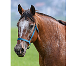 Field Headcollar Safety