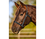 Field Headcollar Safety