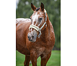 Teddy Fleece Headcollar Essential II