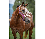 Teddy Fleece Headcollar Essential II
