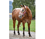 Teddy Fleece Headcollar Essential II