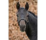 Foal and Shetland Pony Headcollar Grow With You