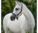 Foal and Shetland Pony Headcollar Future Star