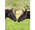 Foal and Shetland Pony Headcollar Future Star