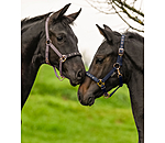 Foal and Shetland Headcollar Future Star