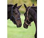 Foal and Shetland Pony Headcollar Future Star
