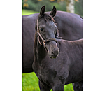 Foal and Shetland Pony Headcollar Future Star