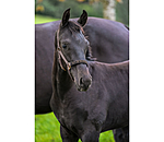 Foal and Shetland Pony Headcollar Future Star