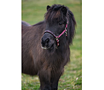 Foal and Shetland Pony Headcollar Future Star
