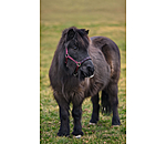 Foal and Shetland Pony Headcollar Future Star