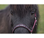 Foal and Shetland Pony Headcollar Future Star