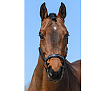 Leather Headcollar Selina with Glitter Stones