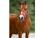 Foal & Shetland Pony Headcollar Katy