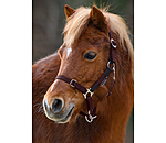 Foal & Shetland Pony Headcollar Katy