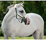 Foal & Shetland Pony Teddy Fleece Headcollar Cozy Adjustable
