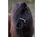 Foal & Shetland Headcollar Little Rosy