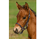 Foal Leather Headcollar Classic