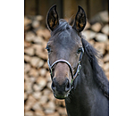 Foal Leather Headcollar Classic