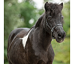 Foal Leather Headcollar Classic