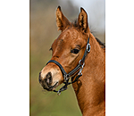 Foal Leather Headcollar Classic