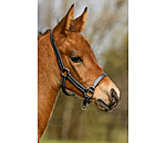 Foal Leather Headcollar Classic