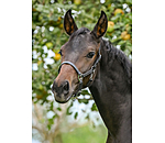 Foal Leather Headcollar Classic