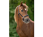 Foal and Shetland Leather Headcollar Selina with Rhinestones