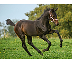 Foal and Shetland Pony Headcollar Shimmering